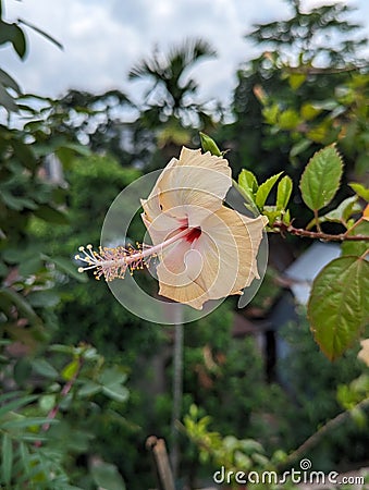 White Hibiscus Flower ( Sada Joba) Stock Photo