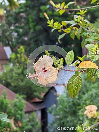 White Hibiscus Flower ( Sada Joba Stock Photo