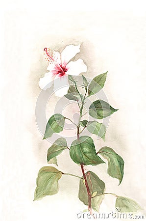 White Hibiscus Flower Watercolor Painting Royalty Free 