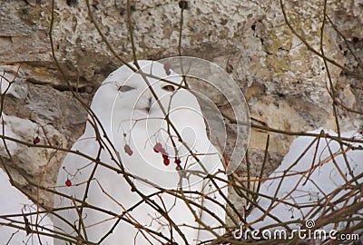 A white hidding owl in the bushes with berries Stock Photo