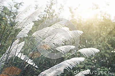 White high grass on windy day in winter season Stock Photo