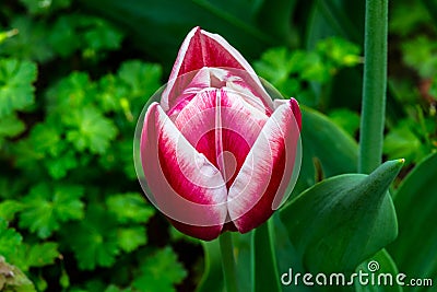 White Highlights Red Petals Tulip Stock Photo