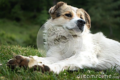 White Himalayan dog resting in the natural environment Stock Photo