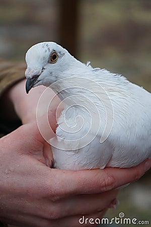 White homing pigeon Stock Photo