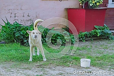 White homless stray dog on the street Stock Photo