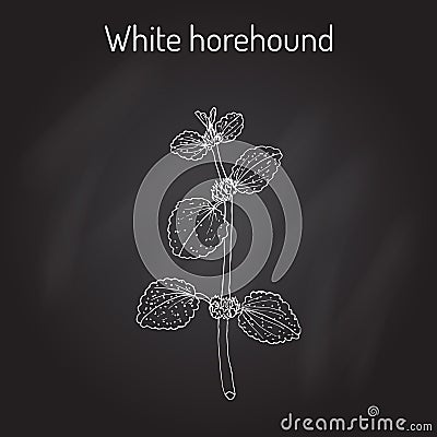 White horehound Marrubium vulgare , medicinal plant Vector Illustration