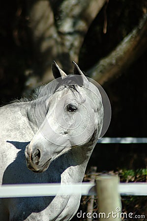 White horse Stock Photo