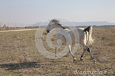 White horse Stock Photo