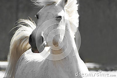 White horse Stock Photo