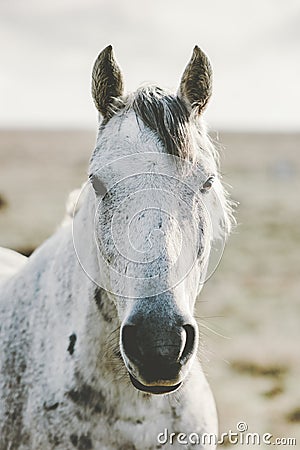 White Horse Animal portrait close up pasture grazing field landscape Stock Photo