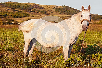 White horse anoyed by flies in grazing land Stock Photo