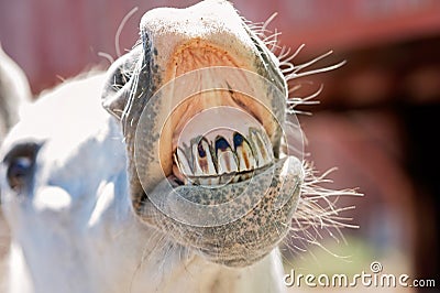White Horse Baring Its Teeth Stock Photo