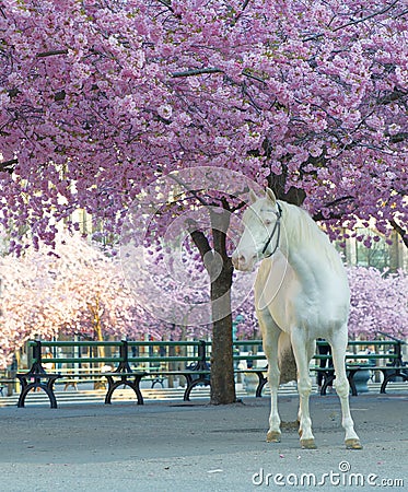 White horse below the cherry trees full of pink cherry bloom latin: Cerasus Stock Photo