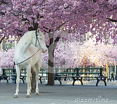 White horse below the cherry trees full of pink cherry bloom latin: Cerasus Stock Photo