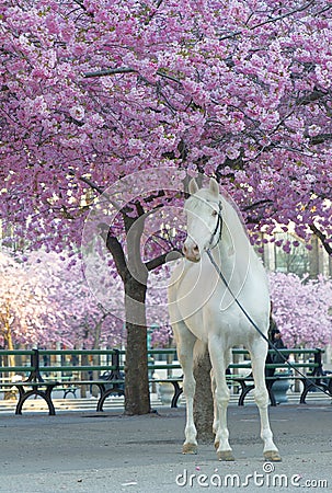 White horse below the cherry trees full of pink cherry bloom latin: Cerasus Stock Photo