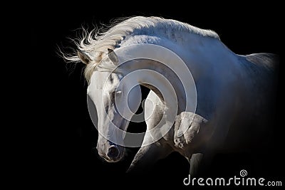 White horse on black Stock Photo