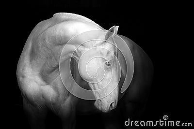 White horse on black Stock Photo