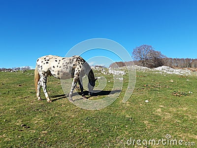 White horse in a bucolic landscape Stock Photo