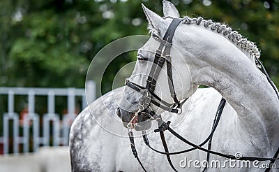 White horse close up during dressage show Stock Photo