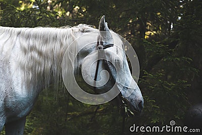 White horse deep in the forest Stock Photo