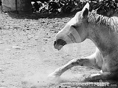 White horse and dust Stock Photo