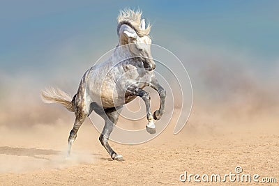 White horse in dust Stock Photo