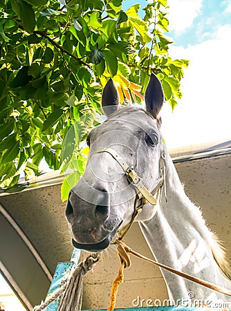 White horse face Stock Photo