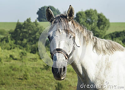 White horse with gray mane standing in a green field Stock Photo