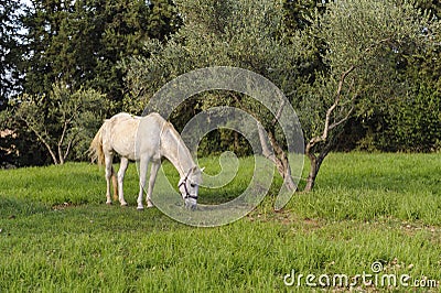 White horse grazes near the olive tree Stock Photo