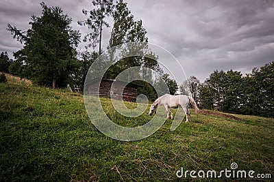 A white horse grazing in a grass field farm meadow next to a barn in a countryside location against dark clouds Stock Photo