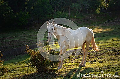 White horse grazing on pasture at sundown in orange sunny beams. Beauty world Stock Photo