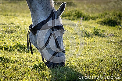 White horse head closeup eating the grass, grazing horse Stock Photo