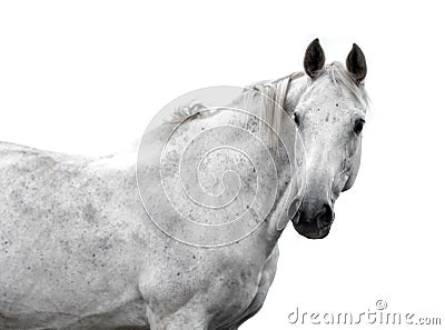 White horse isolated Stock Photo