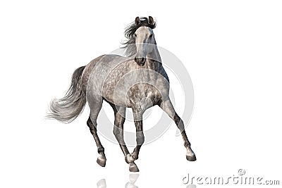 White horse isolated Stock Photo