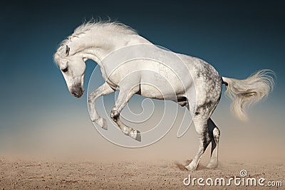 White horse jump Stock Photo