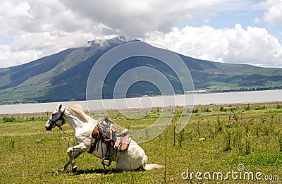 White horse knealing after a roll Stock Photo
