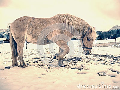 White horse with long mane grazzing in winter snowy meadow Stock Photo