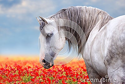 White horse on meadow Stock Photo