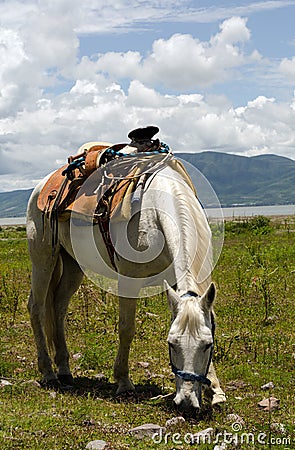 White horse with Mexican saddle grazing Stock Photo