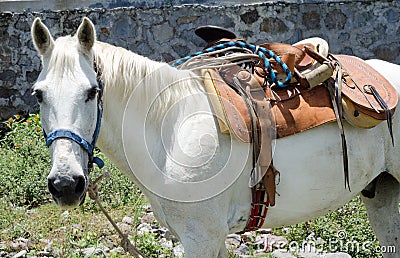 White horse with Mexican saddle Stock Photo