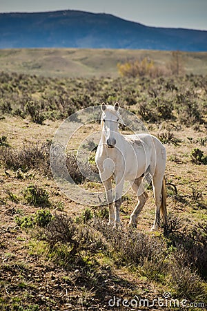 White horse in morning running free on sage brush prairie. Stock Photo