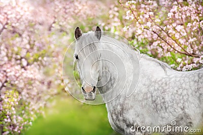 White horse portrait in blossom Stock Photo