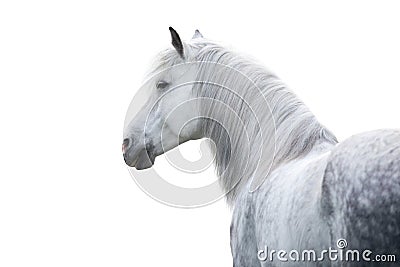 White horse portrait Stock Photo