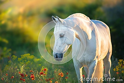 White horse portrait at sunset Stock Photo