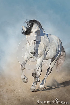 White horse run gallop Stock Photo