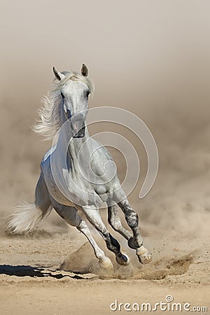 White horse run Stock Photo