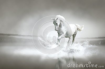 White horse running through water Stock Photo