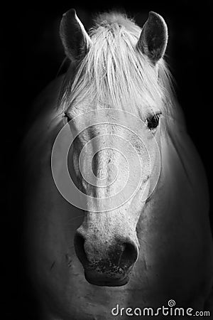 White horse's black and white art portrait Stock Photo