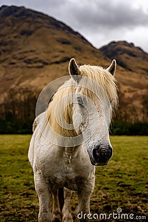 White Horse in the Scottish Highlands, Glencoe, Scotland UK Stock Photo