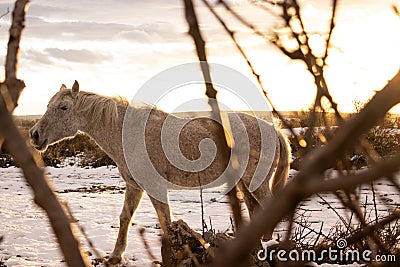 white horse in the snow eating grass Stock Photo